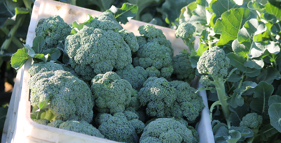 Yeni Haftaya Brokolilerin Hasadı ile Başladık